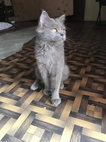 grey persian cat